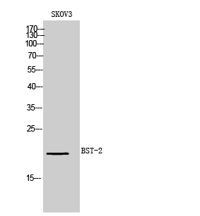 Rabbit Polyclonal Antibody to BST-2