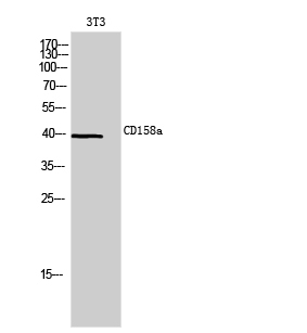 Rabbit Polyclonal Antibody to CD158a