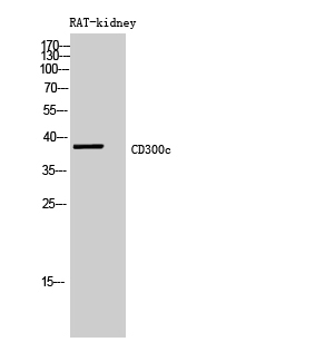 Rabbit Polyclonal Antibody to CD300c