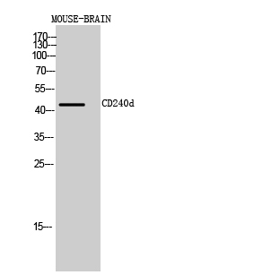 Rabbit Polyclonal Antibody to CD240d