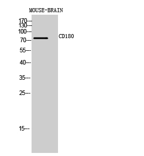 Rabbit Polyclonal Antibody to CD180