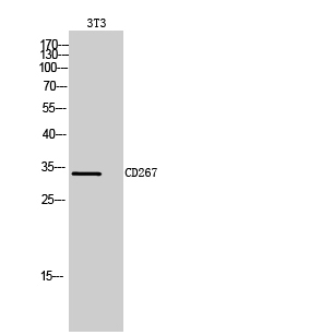 Rabbit Polyclonal Antibody to CD267