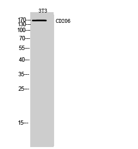 Rabbit Polyclonal Antibody to CD206