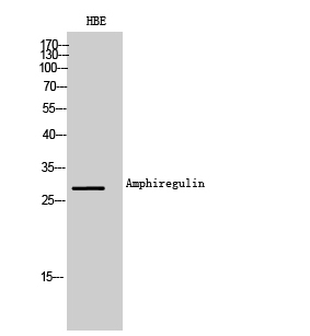 Rabbit Polyclonal Antibody to Amphiregulin