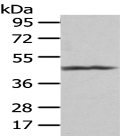 Rabbit Polyclonal Antibody to PTGIR