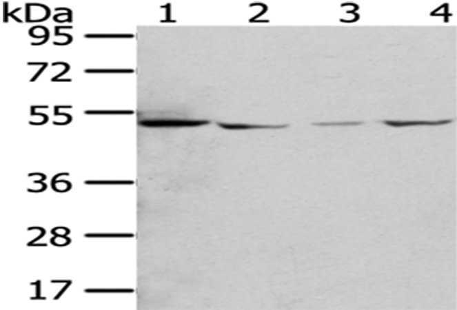 Rabbit Polyclonal Antibody to RUVBL2