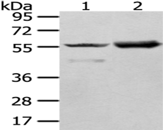 Rabbit Polyclonal Antibody to FGR