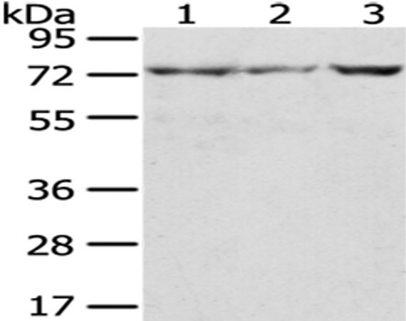 Rabbit Polyclonal Antibody to C10orf2