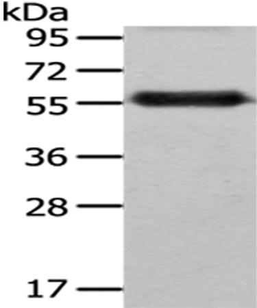 Rabbit Polyclonal Antibody to FZR1