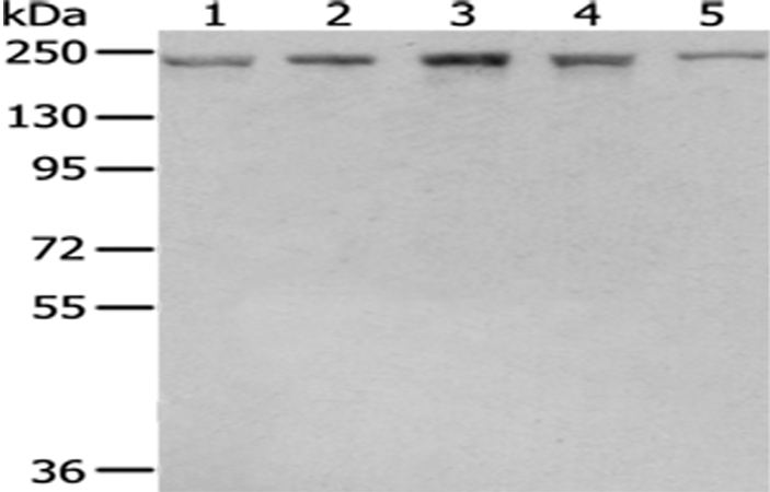 Rabbit Polyclonal Antibody to BTAF1