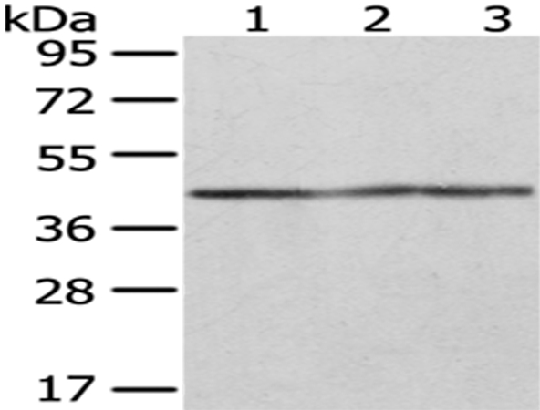 Rabbit Polyclonal Antibody to OXA1L