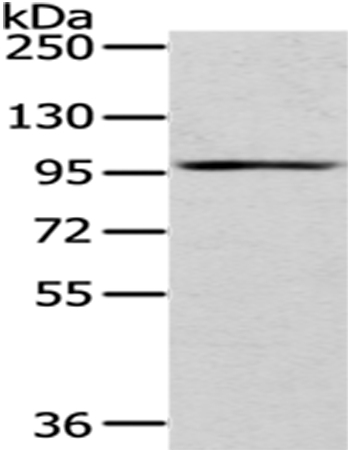 Rabbit Polyclonal Antibody to H6PD