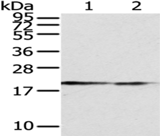 Rabbit Polyclonal Antibody to POLE3