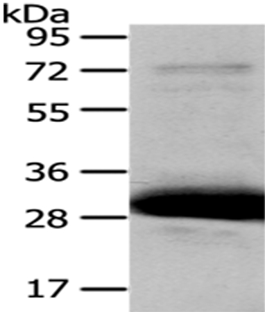 Rabbit Polyclonal Antibody to HAGH