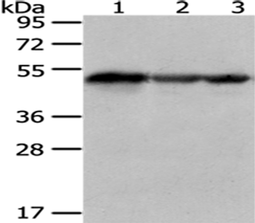 Rabbit Polyclonal Antibody to KYNU