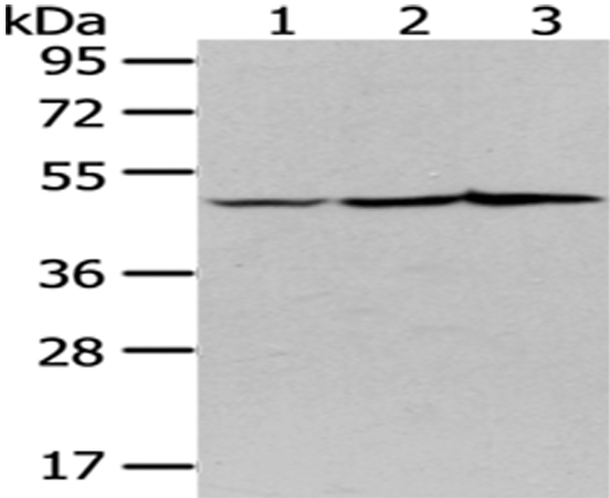 Rabbit Polyclonal Antibody to NUDC