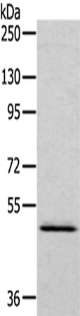 Rabbit Polyclonal Antibody to RCC1