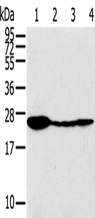 Rabbit Polyclonal Antibody to TPD52