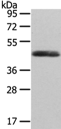 Rabbit Polyclonal Antibody to WNT2