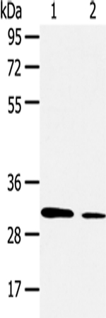 Rabbit Polyclonal Antibody to AQP9