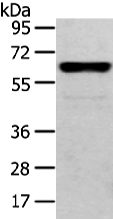 Rabbit Polyclonal Antibody to CLK2