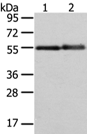 Rabbit Polyclonal Antibody to XK
