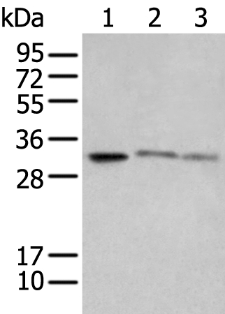 Rabbit Polyclonal Antibody to SPIC