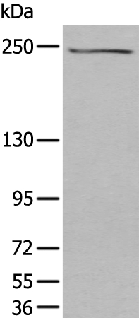 Rabbit Polyclonal Antibody to TAF1