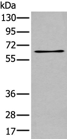 Rabbit Polyclonal Antibody to TCF7L1