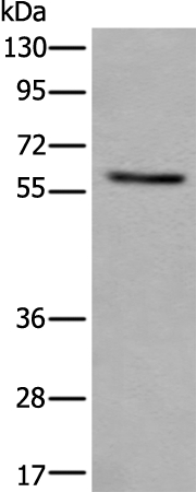 Rabbit Polyclonal Antibody to VRK2