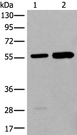 Rabbit Polyclonal Antibody to ATE1