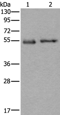 Rabbit Polyclonal Antibody to SLC38A1
