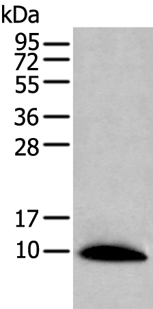 Rabbit Polyclonal Antibody to CCL14
