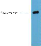 Mouse Monoclonal Antibody to HA-Tag(1B10)