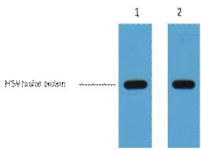 Mouse Monoclonal Antibody to HSV-Tag(9D7)
