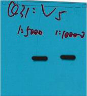 Mouse Monoclonal Antibody to V5-Tag(Q31)