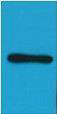 Mouse Monoclonal Antibody to HA-Tag(1B10)
