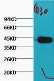Mouse Monoclonal Antibody to Plant actin(Q30)