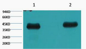 Mouse Monoclonal Antibody to Plant actin(2E3)