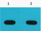 Mouse Monoclonal Antibody to Avi-Tag(6E3)