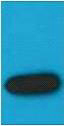 Mouse Monoclonal Antibody to mStrawberry(Mix)