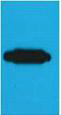 Mouse Monoclonal Antibody to RFP-Tag(Mix)