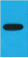 Mouse Monoclonal Antibody to EBFP(Mix)