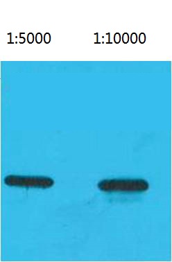 Mouse Monoclonal Antibody to ECFP-Tag(8F6)