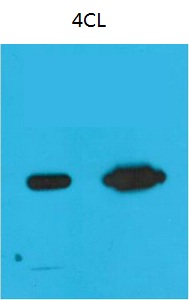 Mouse Monoclonal Antibody to Nano-Tag9(4C1)