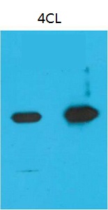Mouse Monoclonal Antibody to Nano-Tag9(4B7)
