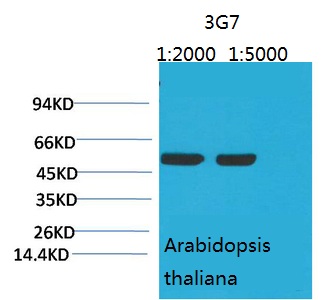 Mouse Monoclonal Antibody to Rubisco (Large Chain)(3G7)