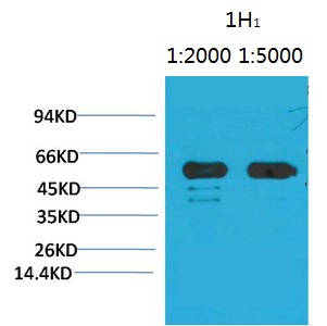 Mouse Monoclonal Antibody to Rubisco (Large Chain)(1H1)