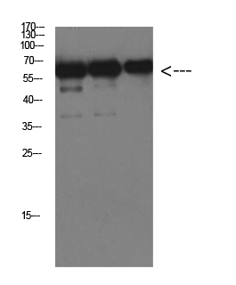 Mouse Monoclonal Antibody to Luciferase Mouse(6B8)