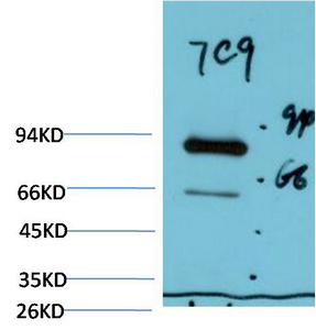 Mouse Monoclonal Antibody to Luciferase Mouse(7C9)